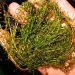 Art Lander’s Outdoors: Non-native mussel, aquatic vegetation