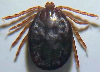 Asian longhorned tick found in Kentucky; insect a concern for livestock producers, pet owners