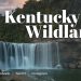 “The Kentucky Wildlands” campaign launched to promote southern and eastern Kentucky