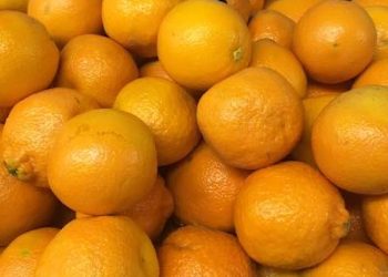 Lawrence County Food Bank Ministry, Blaine Kentucky