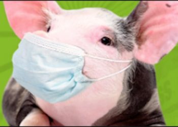 Governor reports 516 new COVID cases, 8 deaths; extends mask-wearing mandate; news round-up