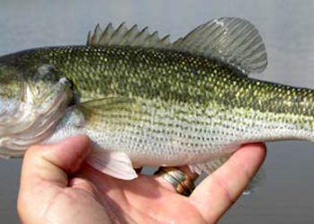 Art Lander’s Outdoors: Spotted (Kentucky) Bass — most common in the streams of Northeastern Ky.