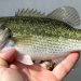 Art Lander’s Outdoors: Spotted (Kentucky) Bass — most common in the streams of Northeastern Ky.