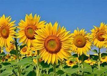 GROWING UP IN LOUISA: Sunflowers!