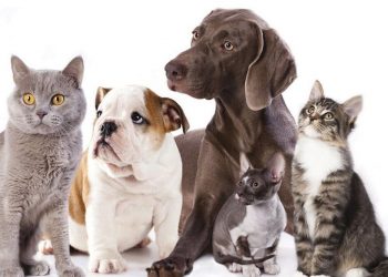 Shelter Policy on reclaiming an animal from Open Arms Animal Shelter