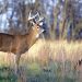 Kentucky’s white-tailed deer harvest is off to strong start as gun season looms