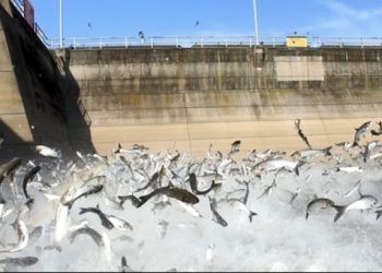 NEW TECHNIQUES IN BATTLE WITH ASIAN CARP RELEASED