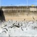 NEW TECHNIQUES IN BATTLE WITH ASIAN CARP RELEASED