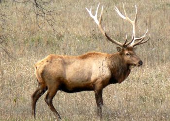 $2,500 REWARD FOR INFORMATION ON ELK POACHING IN MARTIN COUNTY