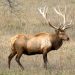 $2,500 REWARD FOR INFORMATION ON ELK POACHING IN MARTIN COUNTY
