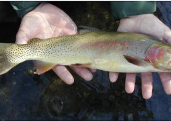 Cutthroat trout is newest species of trout introduced to Kentucky waters