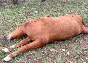 MARTIN COUNTY SHERIFF OFFERS $2,000 REWARD FOR  INFORMATION ABOUT HORSE FOUND SHOT TO DEATH