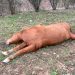 MARTIN COUNTY SHERIFF OFFERS $2,000 REWARD FOR  INFORMATION ABOUT HORSE FOUND SHOT TO DEATH