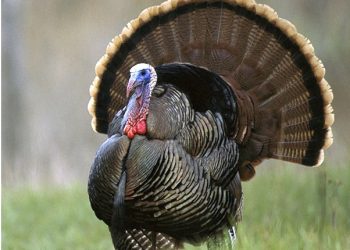 Spring wild turkey season fast approaching, the time to prepare is now