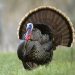 Spring wild turkey season fast approaching, the time to prepare is now