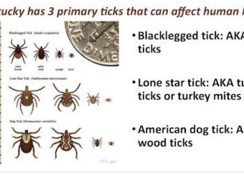 Some Kentuckians say ticks are worse than ever this year