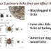 Some Kentuckians say ticks are worse than ever this year