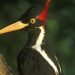 23 species to be declared extinct, including ivory-billed woodpecker, Bachman’s warbler and eight mussels