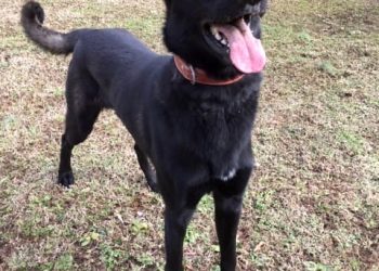 LAWRENCE COUNTY SHERIFF DEPARTMENT K9 UNIT DINO TO GET BODY ARMOR FROM CHARITY ORGANIZATION