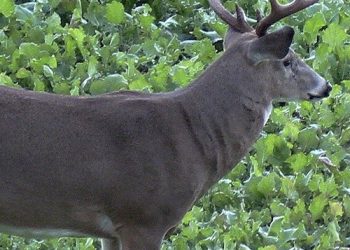 West Virginia’s most popular hunting season is here