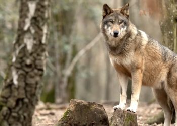 Wolves may reduce frequency of car collisions with deer, not just by killing them but keeping them away from roads