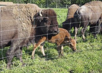 Offers Being Accepted for Bison Lots at Big Bone Lick Historic Site