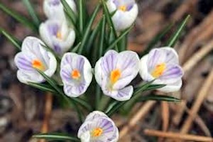 GROWING UP IN LOUISA: The Promise of Spring