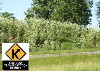 Transportation crews to soon begin treating for noxious weeds