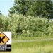 Transportation crews to soon begin treating for noxious weeds