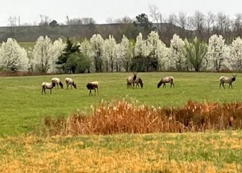 FIRST ANNUAL ‘BRIDGE DAY WALK’ IN LOUISA, KY AND FORT GAY, WV.