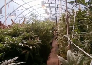 GOVERNOR SEEKS FEEDBACK FROM KENTUCKIANS ON MEDICAL CANNABIS; CONSIDERS EXECUTIVE ACTION