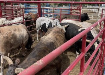 Lawrence County Fair, themed “200 years of Unbridled Spirt” has great success!