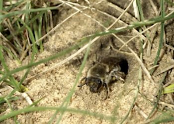 BEES AND OTHER POLLINATORS CHALLENGED BY CLIMATE CHANGE