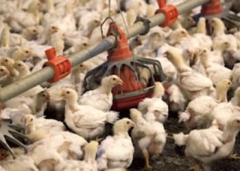 Turkey prices UP 115% as flu kills more than 47 million of birds