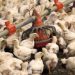 Turkey prices UP 115% as flu kills more than 47 million of birds