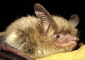 NORTHERN LONG-EARED BAT, VICTIM OF A FUNGUS THAT WAKES IT UP