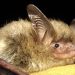 NORTHERN LONG-EARED BAT, VICTIM OF A FUNGUS THAT WAKES IT UP