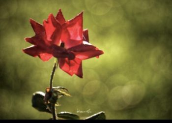 Lessons learned from a season’s last roses as winter looms…