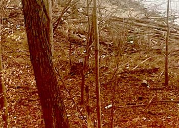 Yatesville Lakeshore littered with trash