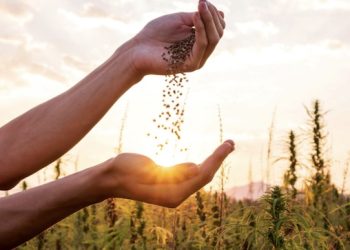 Autoflower seeds are taking over U.S. cannabis market due to their ease of use