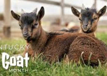 Commissioner Quarles celebrates April as Goat Month in Kentucky