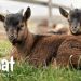 Commissioner Quarles celebrates April as Goat Month in Kentucky
