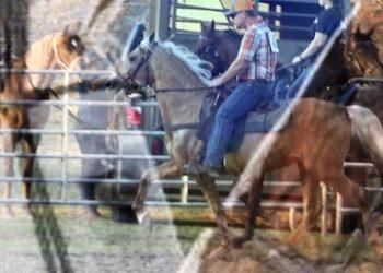 Sixth Annual Lawrence County Fair Horse Show 2023 Lineup