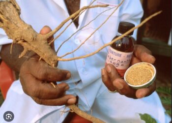 Opioid panel to hold public hearings on funding ibogaine drug research