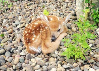 Yatesville Lake…U. S. Army Corps Of Engineers: Reminder To Leave Wildlife Alone, Especially Fawns