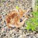 Yatesville Lake…U. S. Army Corps Of Engineers: Reminder To Leave Wildlife Alone, Especially Fawns