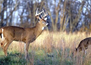 KENTUCKY DEER SEASON UNDERWAY… STARTED  SEPTEMBER 2
