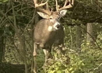 Annual ‘Antler Alert’ by Kentucky Transportation Cabinet