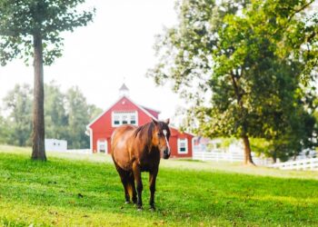 Lawrence County, Kentucky Unveils Its First Ever County Government Website