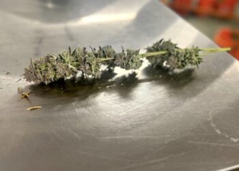 Kentucky Medical Cannabis Business Licensing to begin July 1